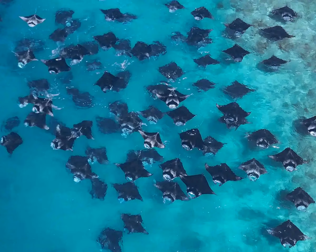 Hanifaru Bay : nager avec les raies manta