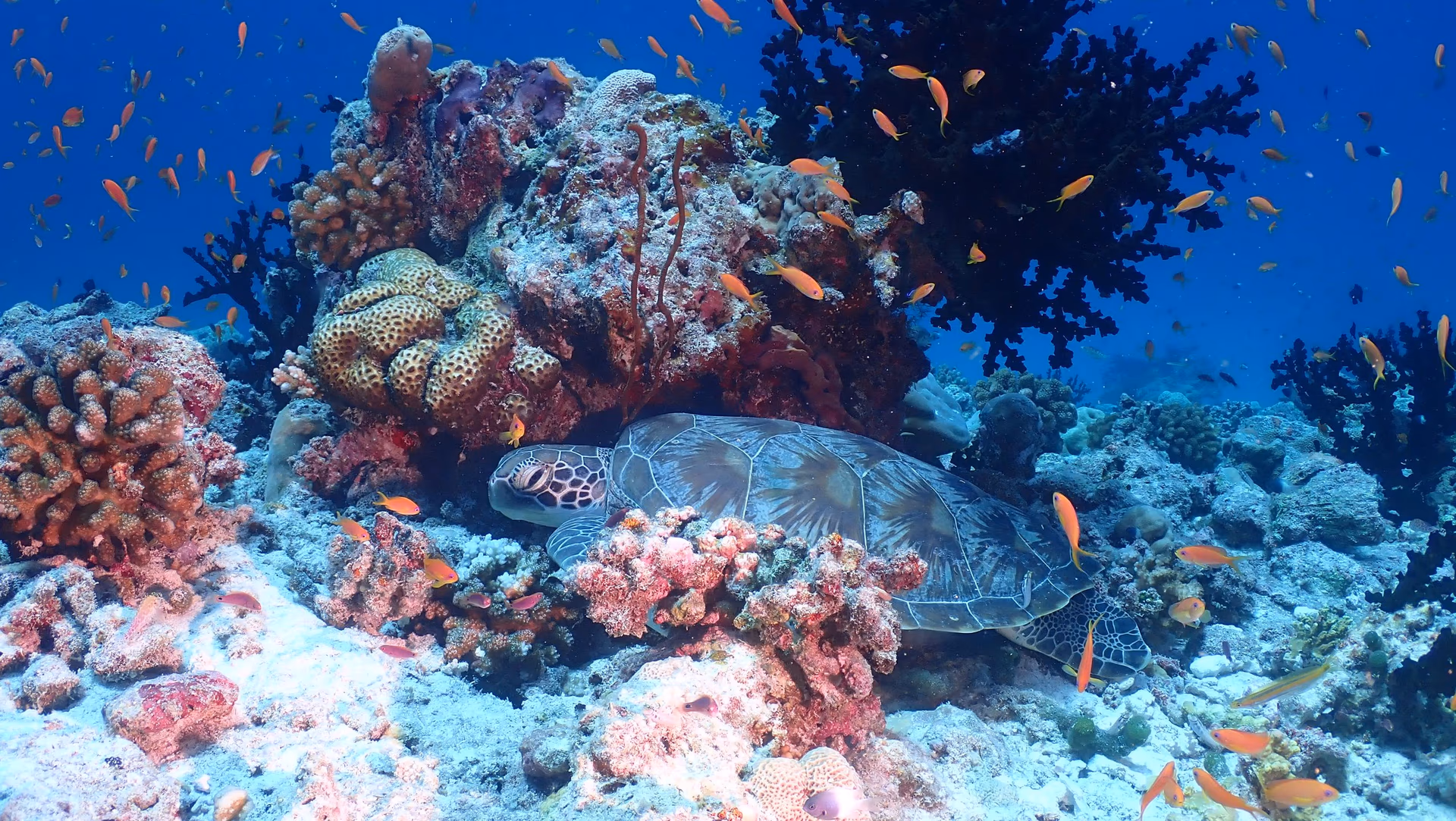 Snorkeling sur le house reef de Bolifushi
