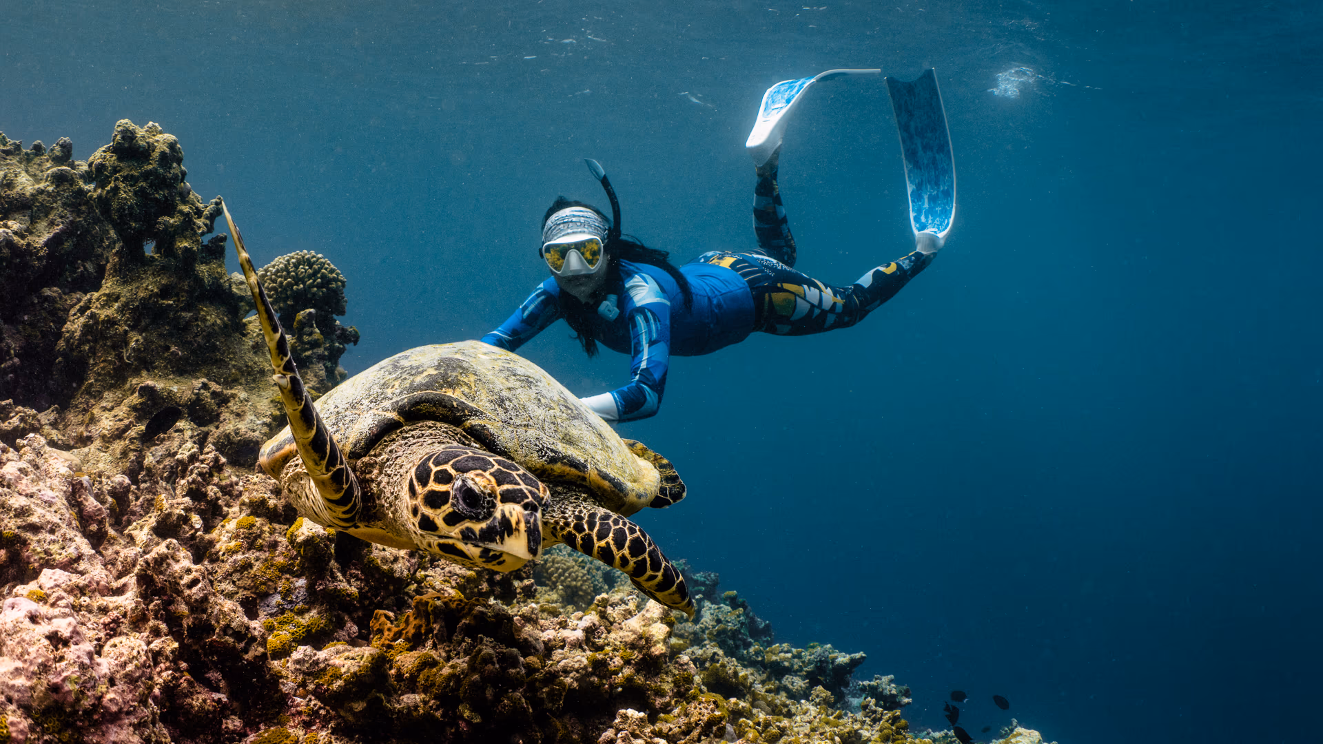 Snorkeling aux Maldives : house reefs, spots et conseils